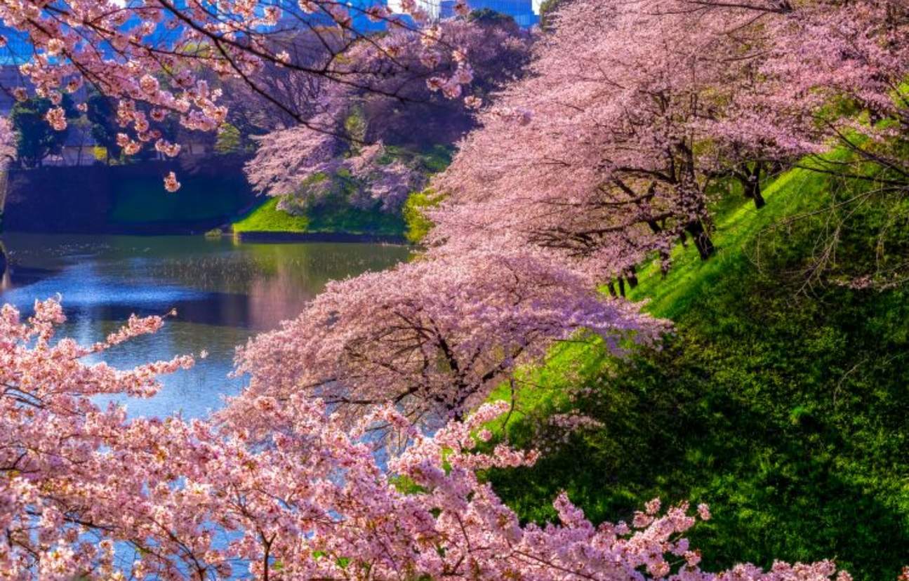 One-Day Tour of Tokyo's Top 5 Cherry Blossom Viewing Spots [Cherry ...